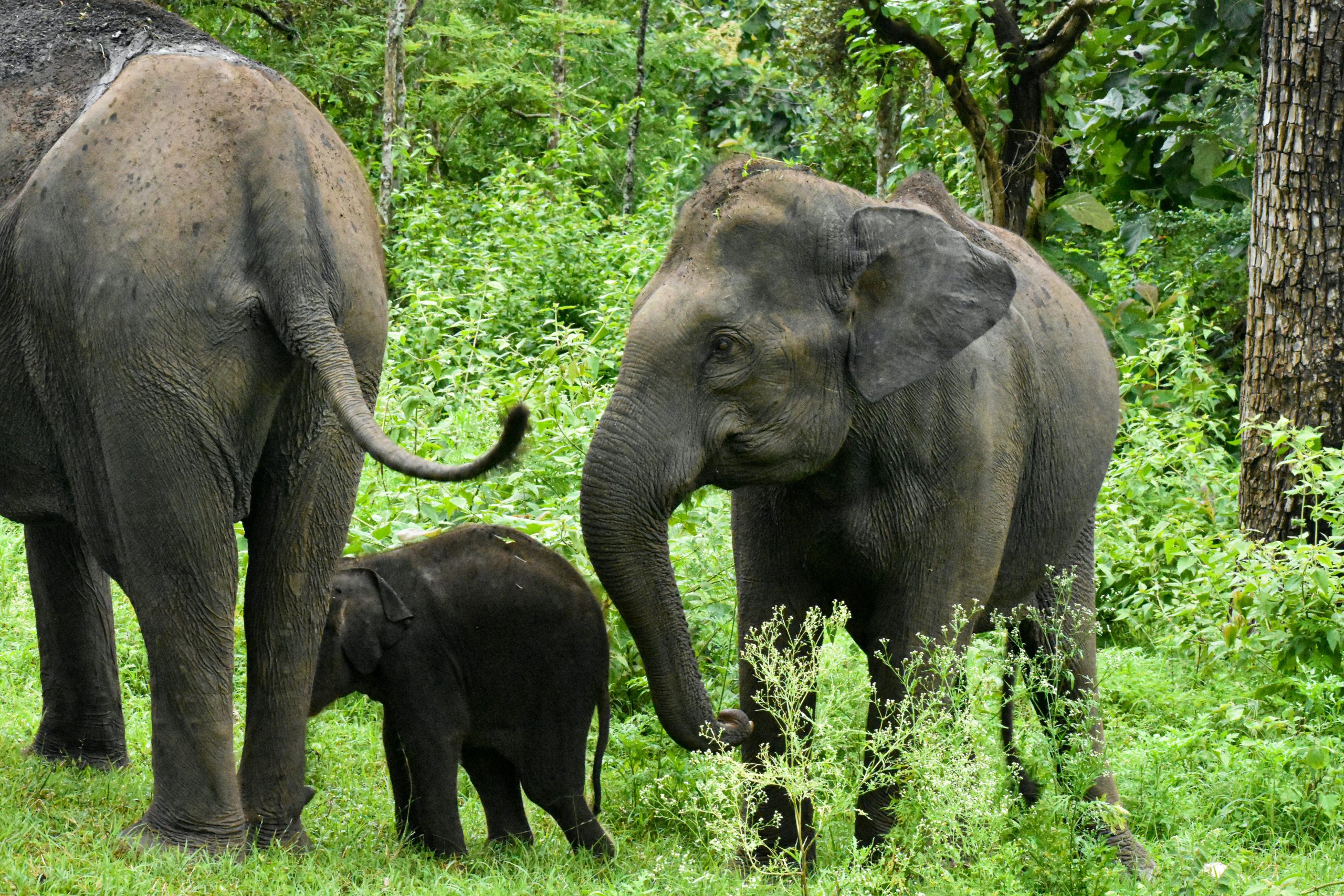 A family of Asian elephants roaming in the dense forests of Ooty, India.